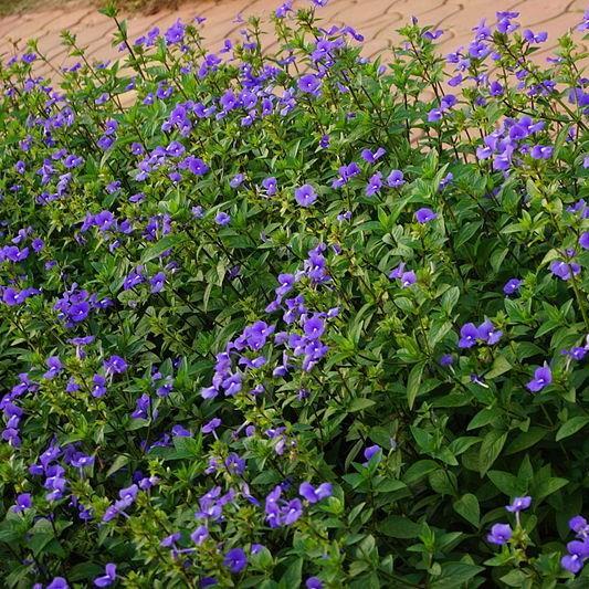 Little Boy Blue in the GardenTags plant encyclopedia