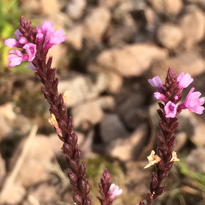 Verbena Hastata Rosea in the GardenTags plant encyclopedia