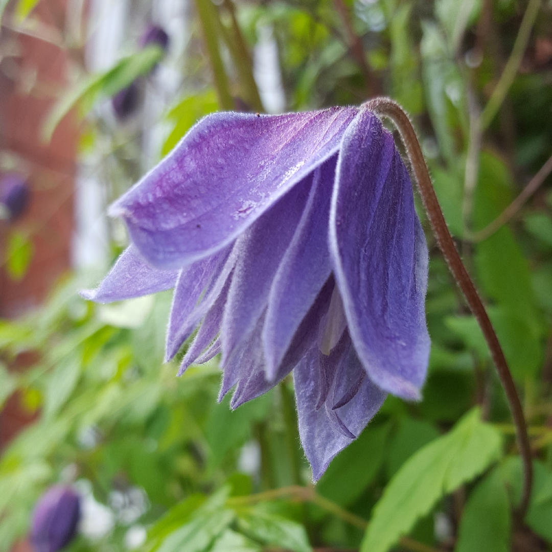 Clematis Macropetala in the GardenTags plant encyclopedia