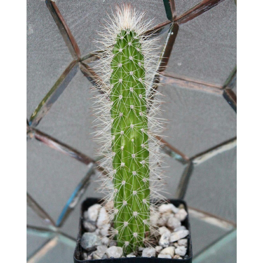 Arthrocereus Spinosissimus in the GardenTags plant encyclopedia