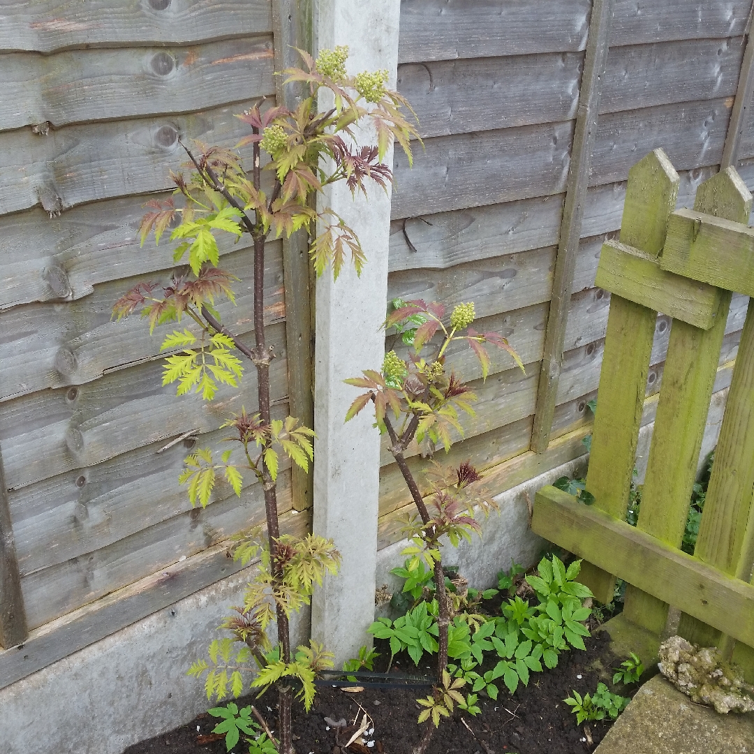 European red elder Sutherland Gold in the GardenTags plant encyclopedia