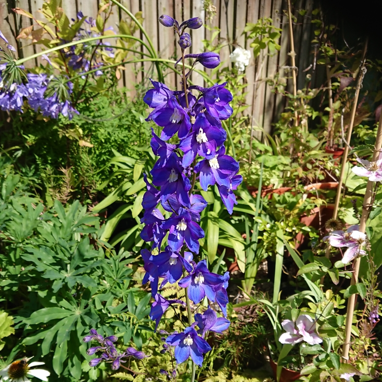 Delphinium Pacific Hybrid in the GardenTags plant encyclopedia