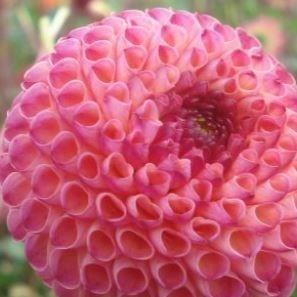 Dahlia Burlesca (Ball) in the GardenTags plant encyclopedia