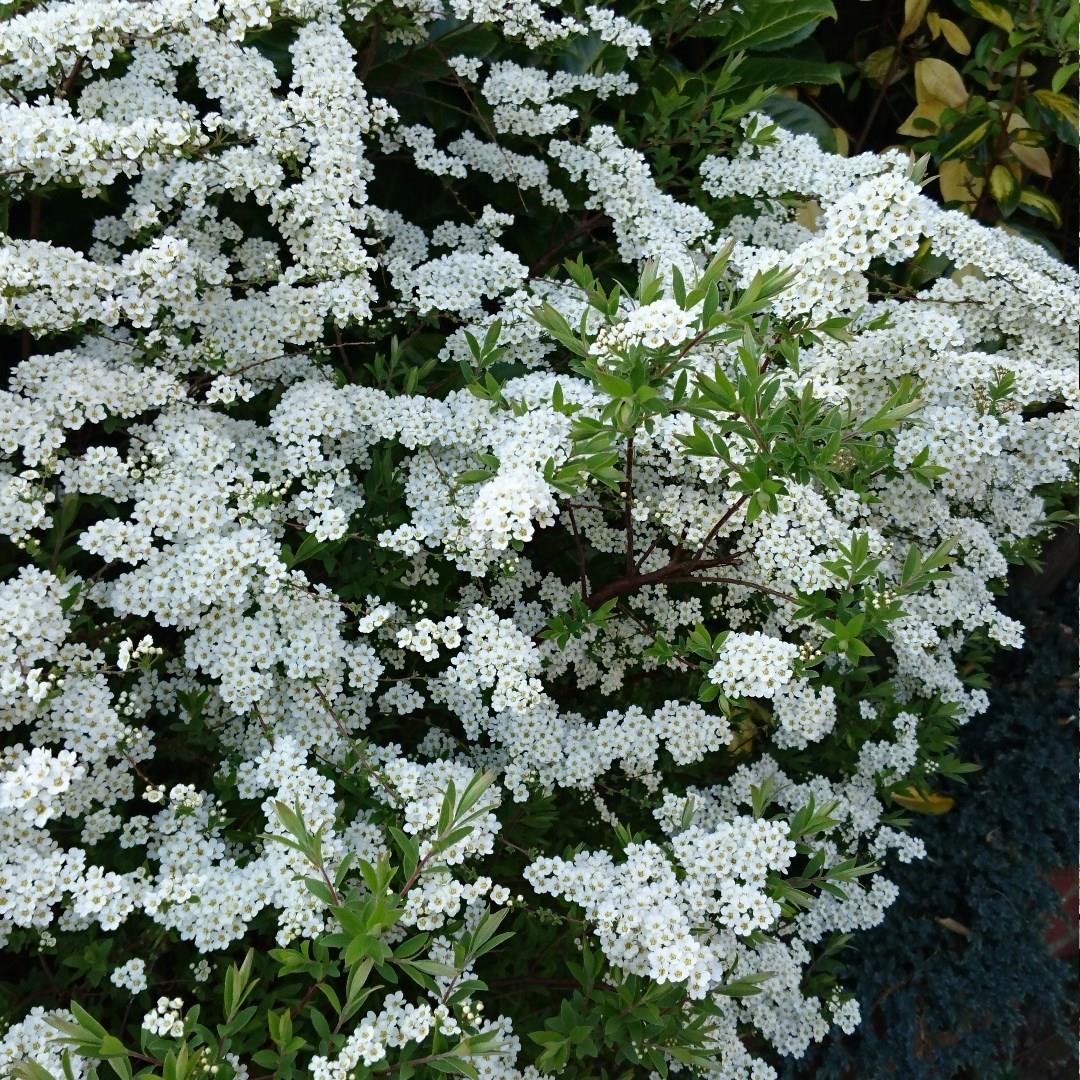 Thunberg Spiraea in the GardenTags plant encyclopedia