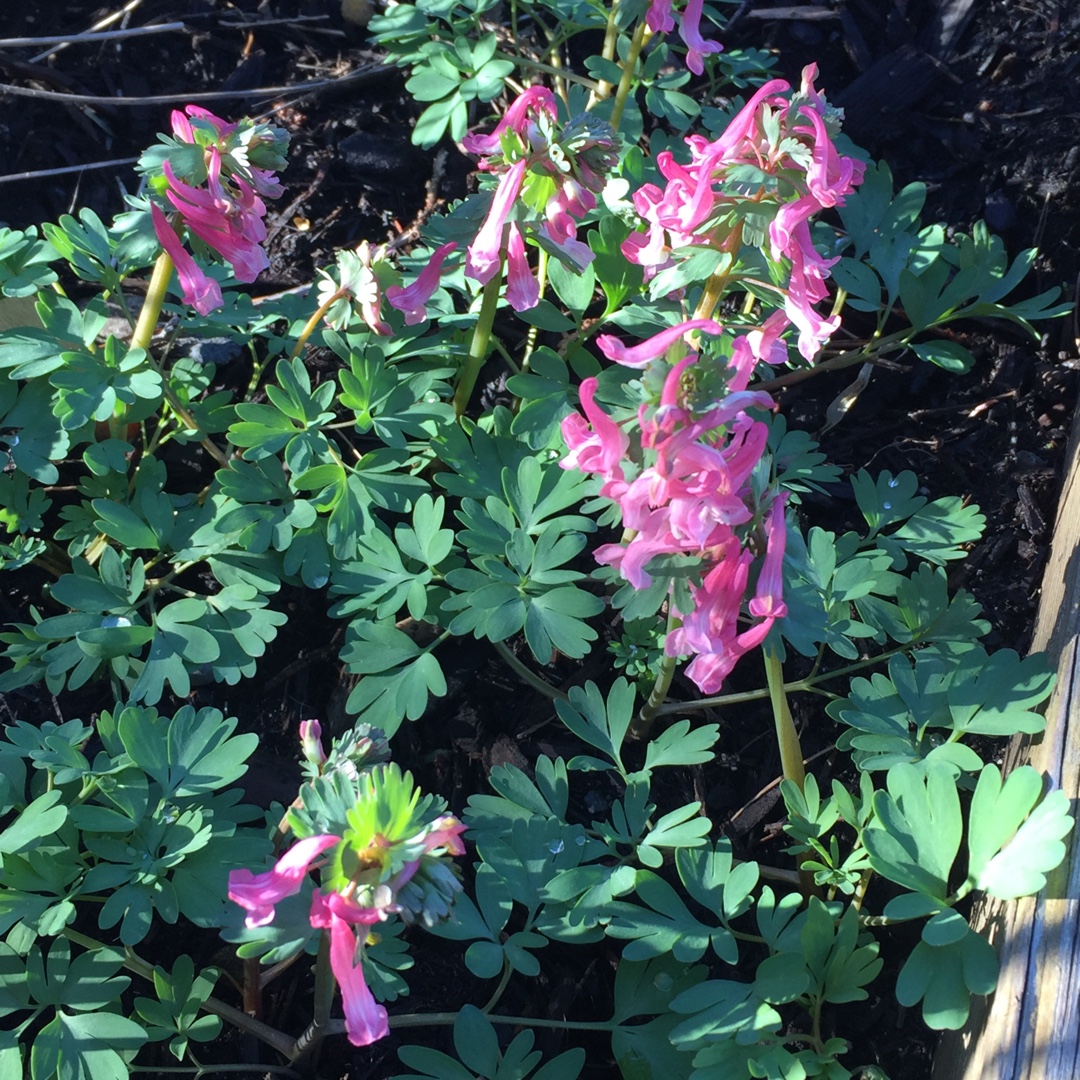 Corydalis in the GardenTags plant encyclopedia