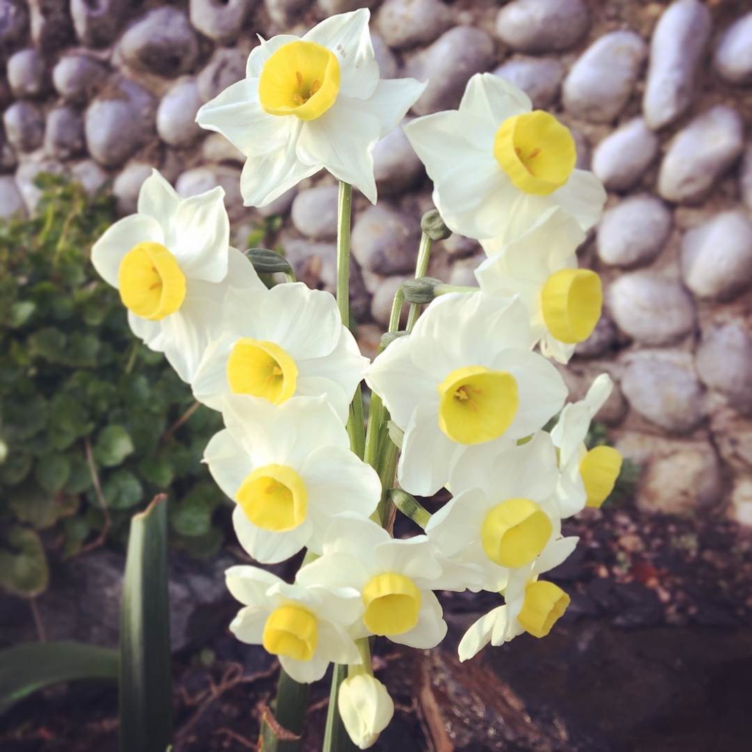 Daffodil Avalanche (Tazetta) in the GardenTags plant encyclopedia