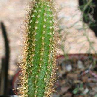 Snake Cactus in the GardenTags plant encyclopedia