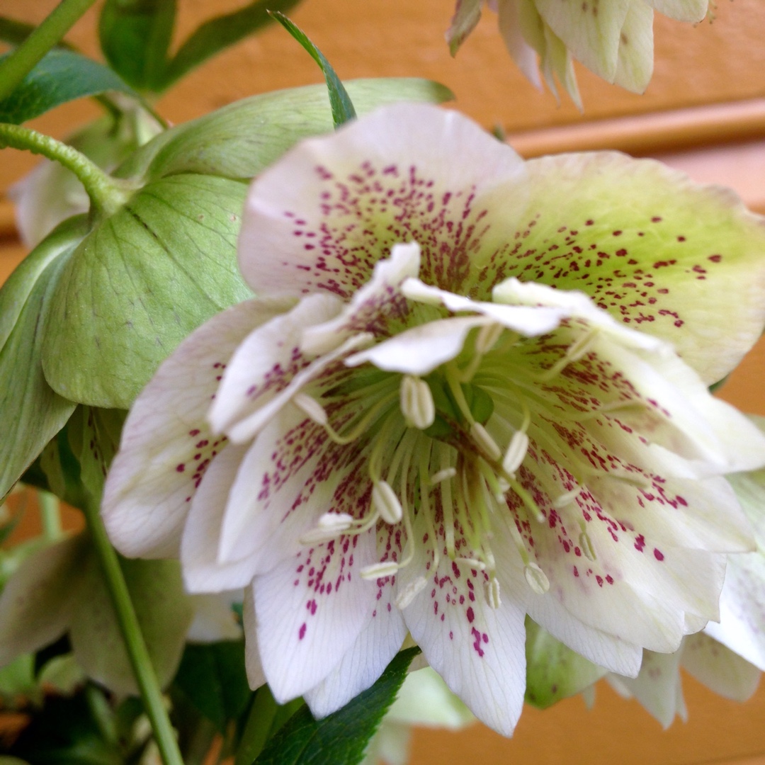 Hellebore Cinderella in the GardenTags plant encyclopedia