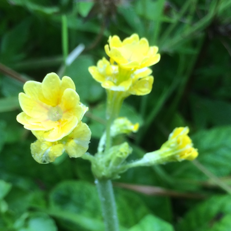 Hose-in-hose Cowslip in the GardenTags plant encyclopedia