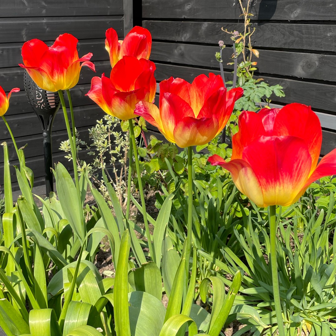 Tulip Suncatcher (Triumph) in the GardenTags plant encyclopedia