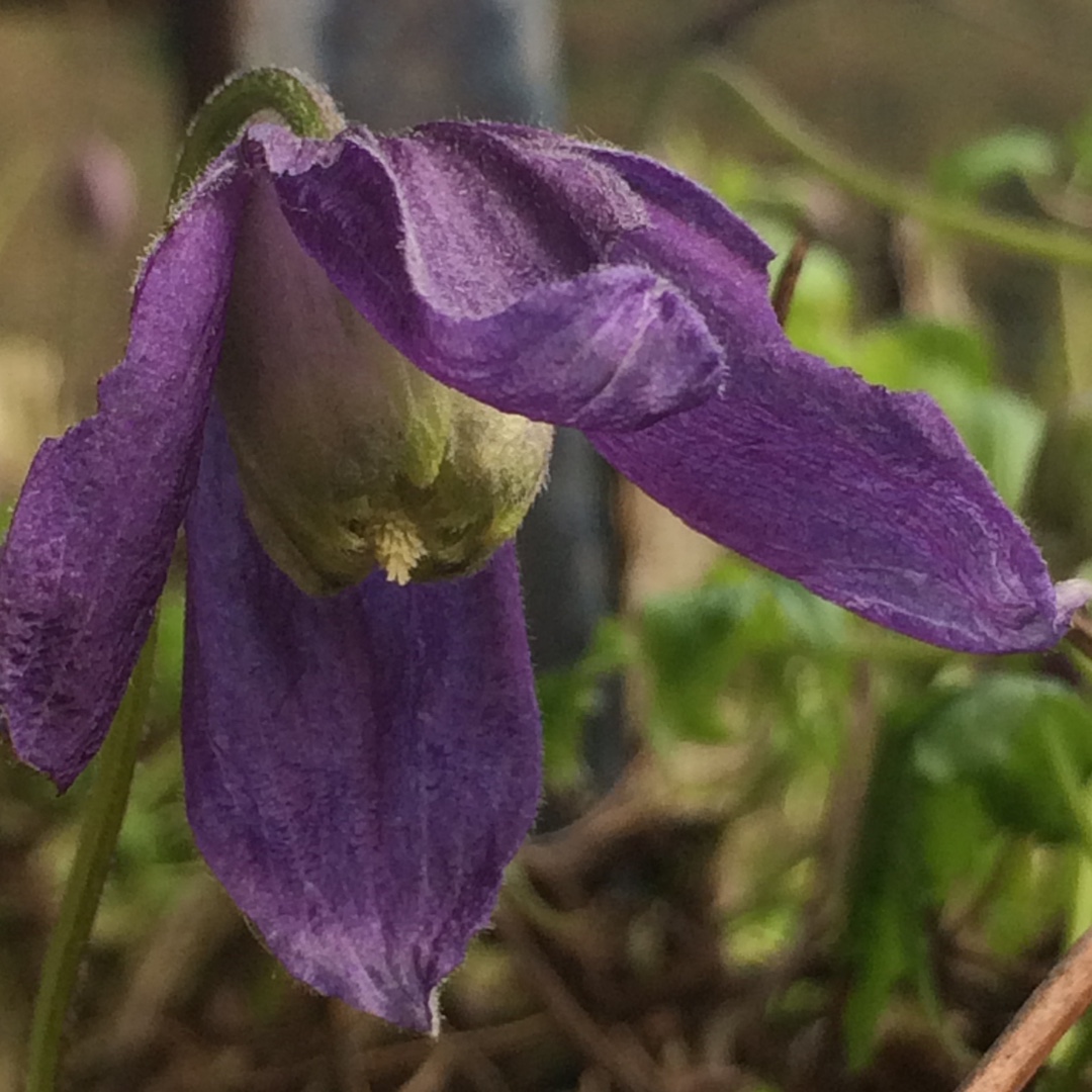 Clematis Pamela Jackman in the GardenTags plant encyclopedia