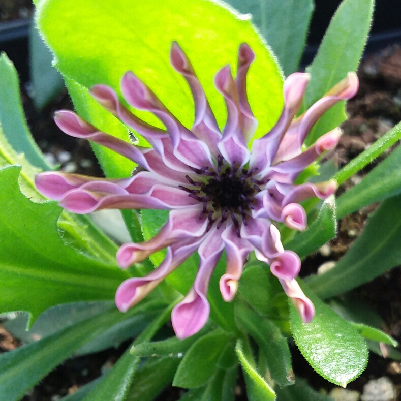 African Daisy in the GardenTags plant encyclopedia