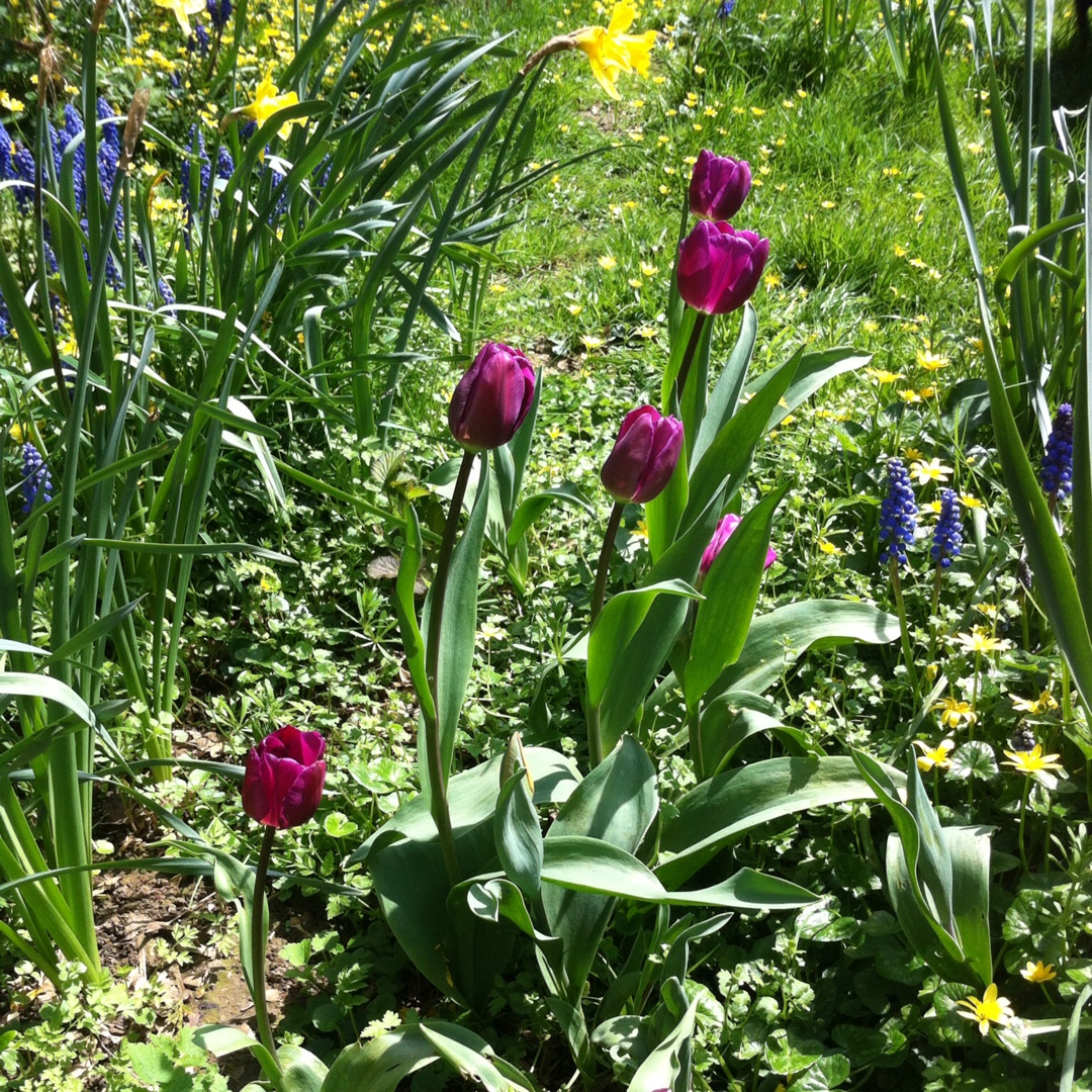 Tulip Purple Rain (Triumph) in the GardenTags plant encyclopedia