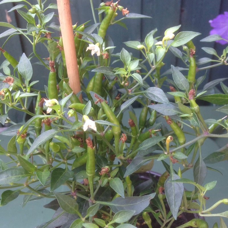 Chilli Pepper Demon Red in the GardenTags plant encyclopedia