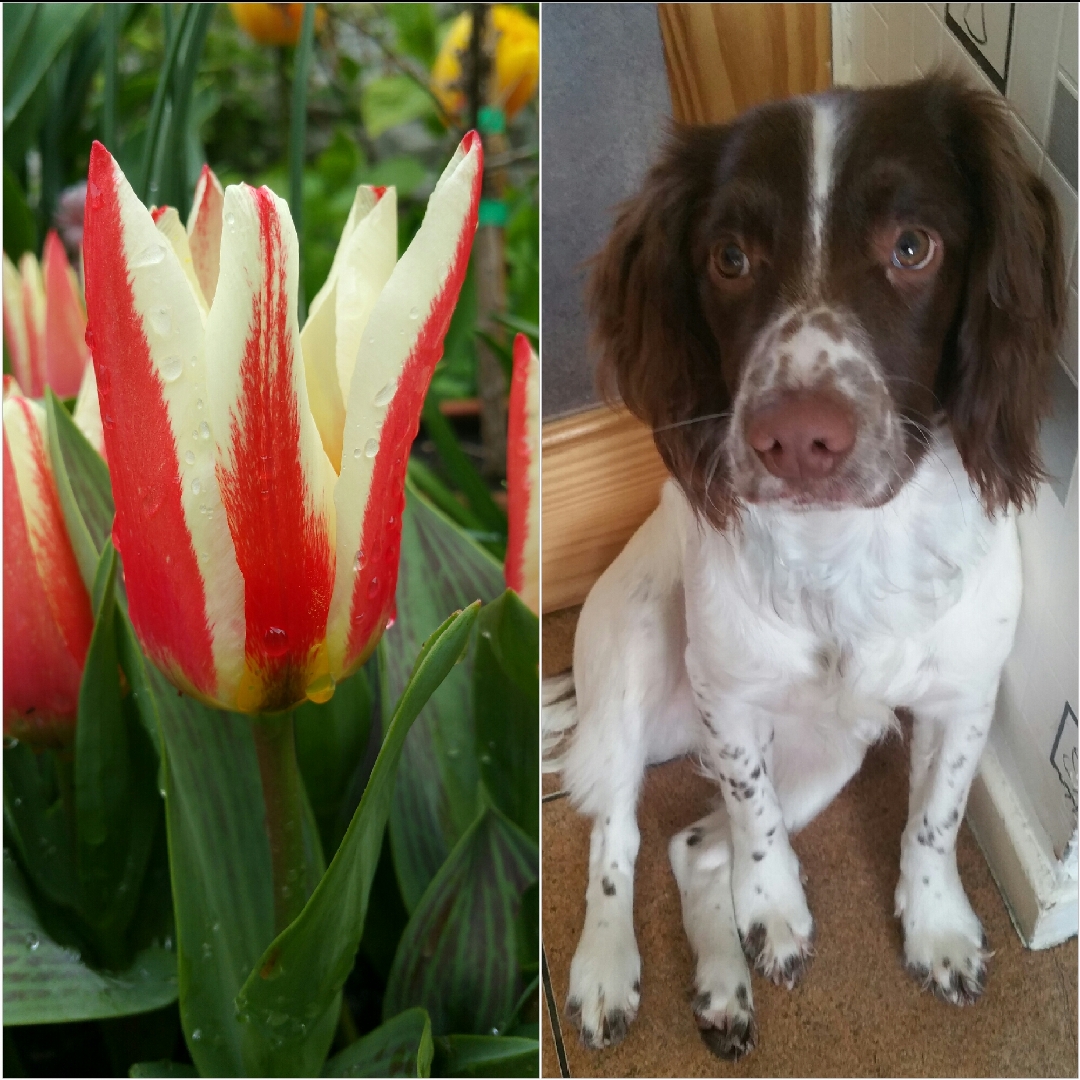 Tulip Buddy (Greigii) in the GardenTags plant encyclopedia