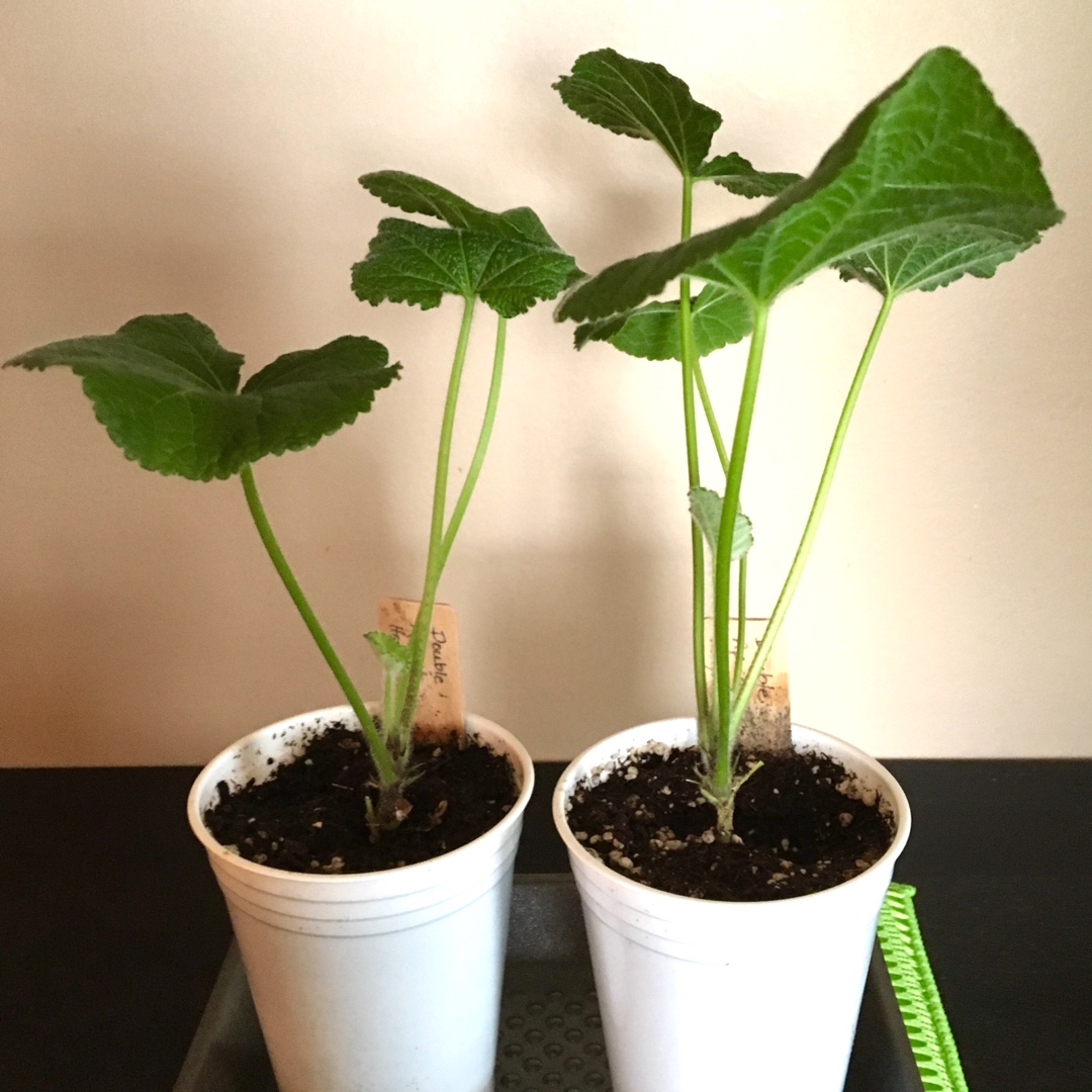 Hollyhock Chaters Double Group Apricot in the GardenTags plant encyclopedia