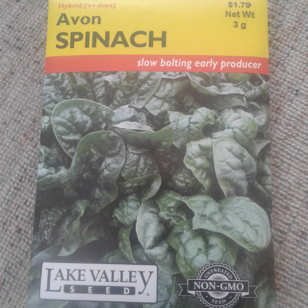 Spinach Avon in the GardenTags plant encyclopedia