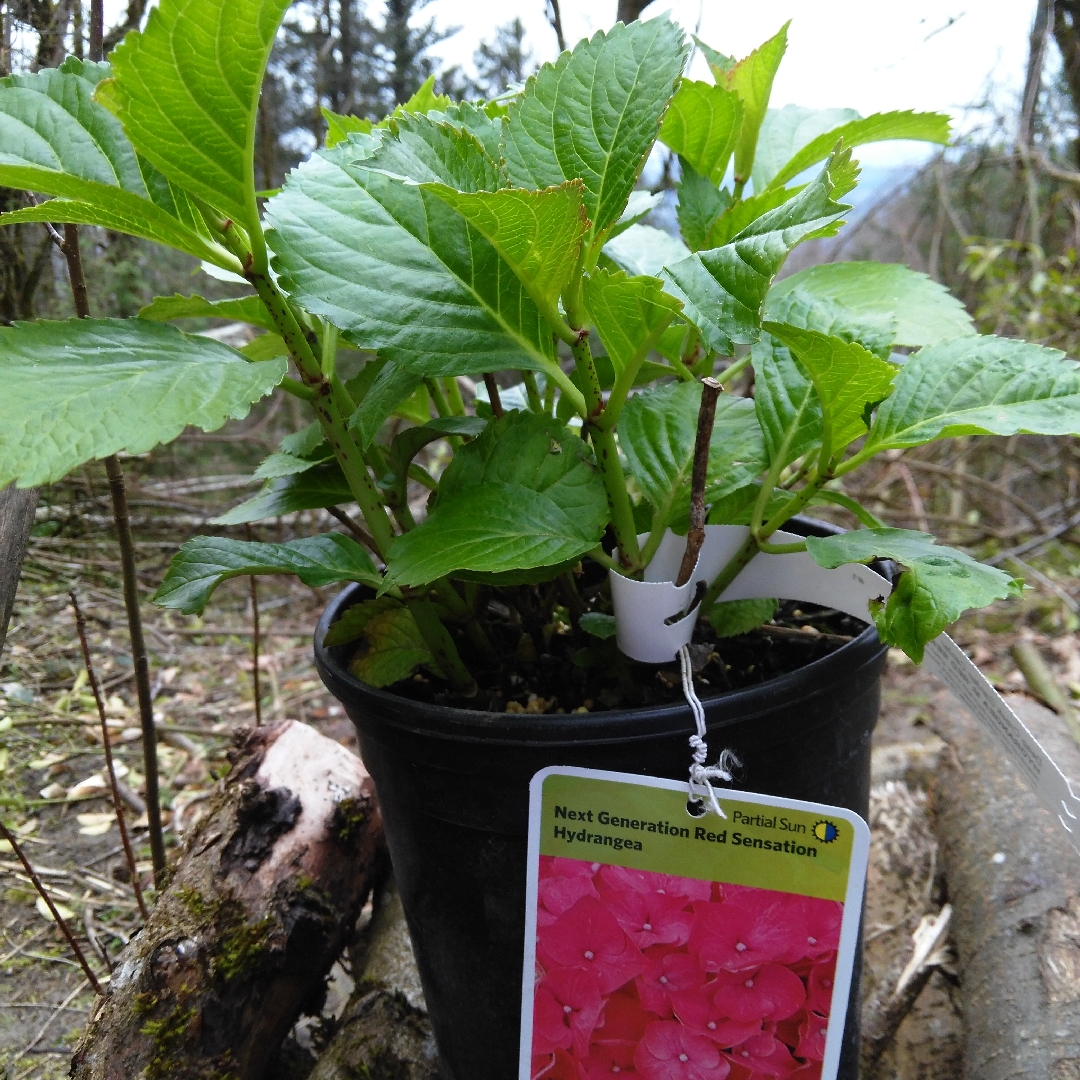 Hydrangea Mophead Red Sensation in the GardenTags plant encyclopedia