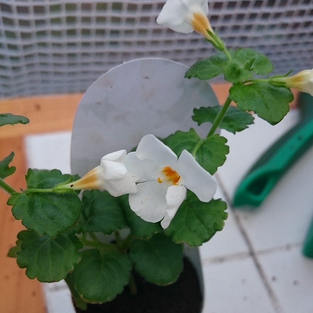 Bacopa Colossal White in the GardenTags plant encyclopedia