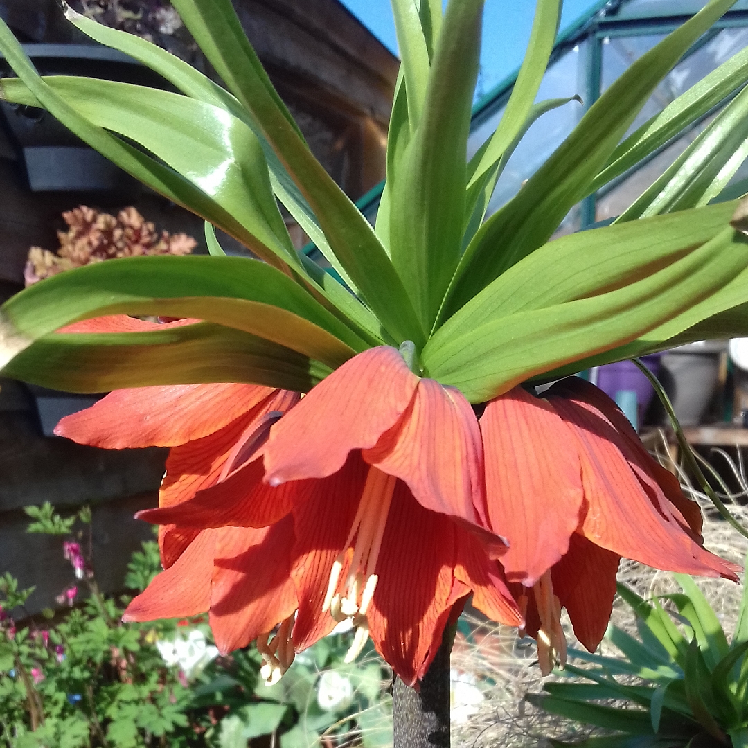 Crown Imperial Rubra in the GardenTags plant encyclopedia