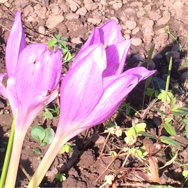 Autumn crocus Autumn Queen in the GardenTags plant encyclopedia