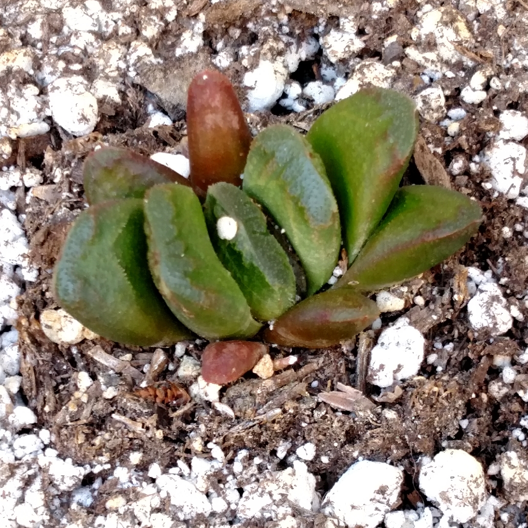 Lime Green Horses Teeth in the GardenTags plant encyclopedia