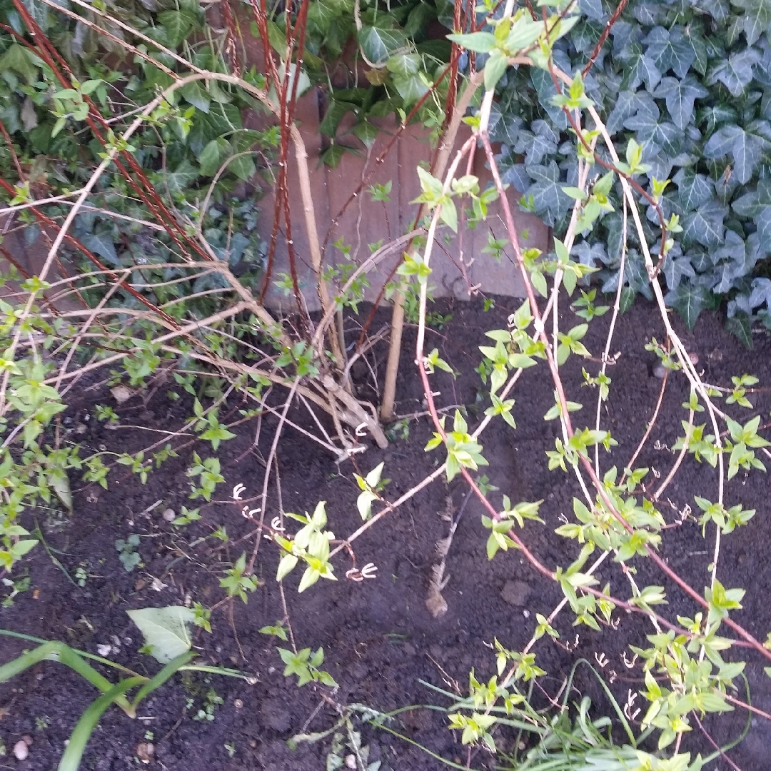 Mock Orange Lemoinei in the GardenTags plant encyclopedia