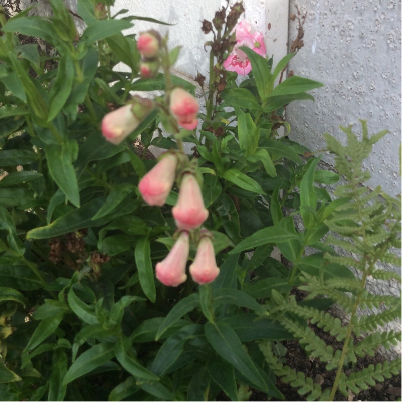 Beardtongue Strawberries and Cream in the GardenTags plant encyclopedia