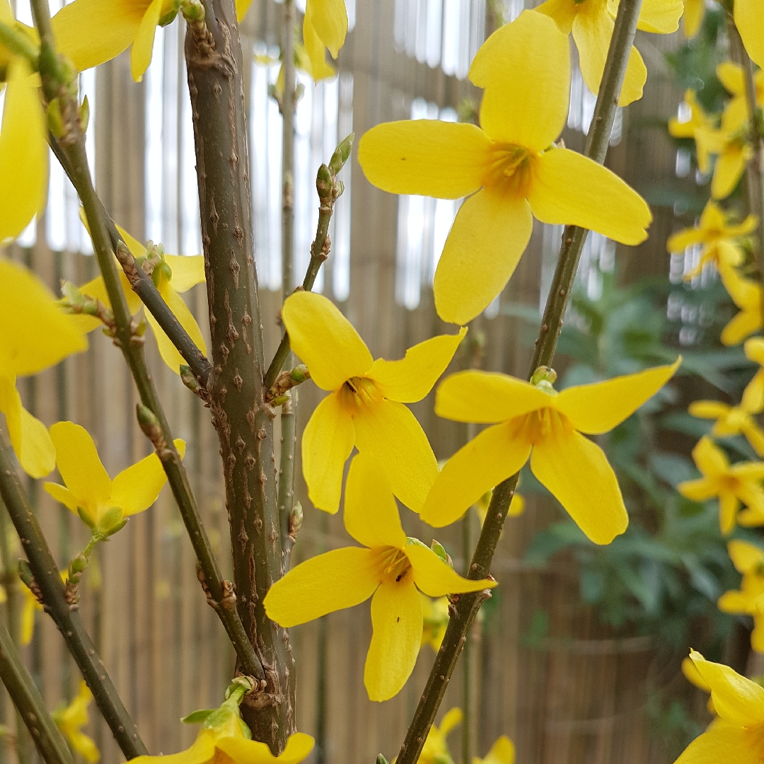 Forsythia Weekend in the GardenTags plant encyclopedia