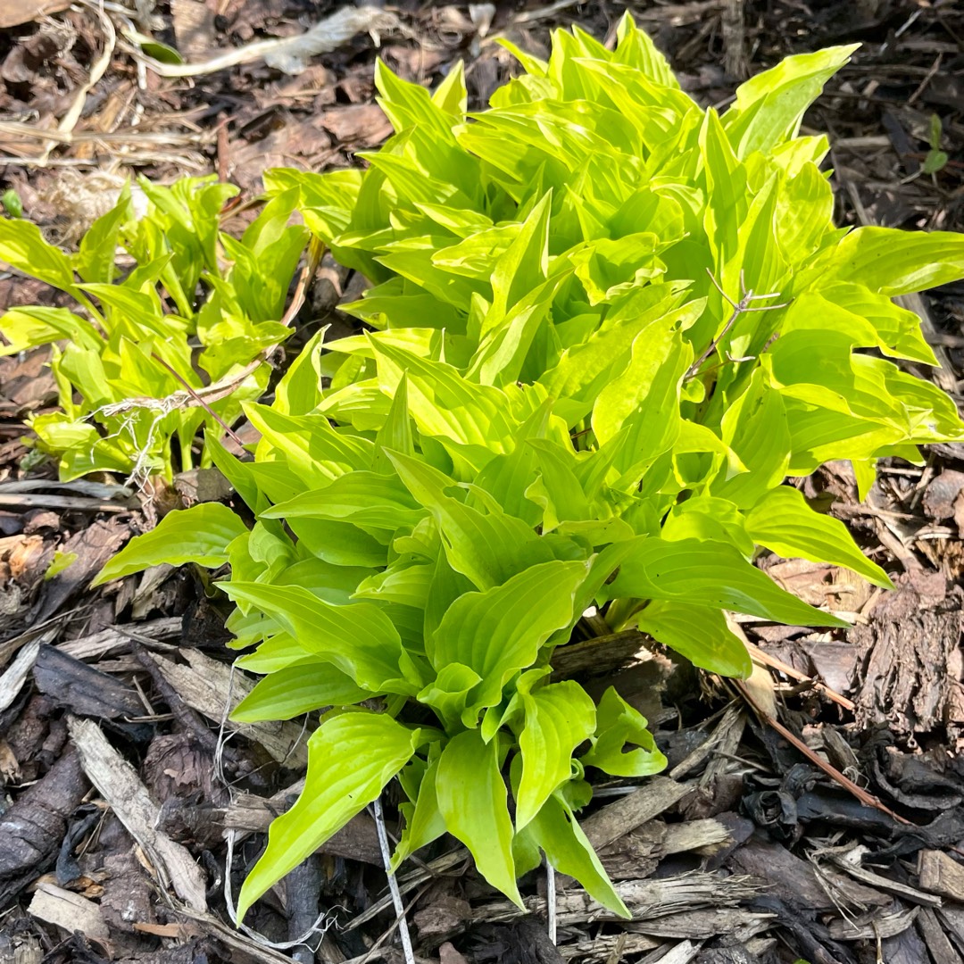 Plantain Lily Hydon Sunset in the GardenTags plant encyclopedia