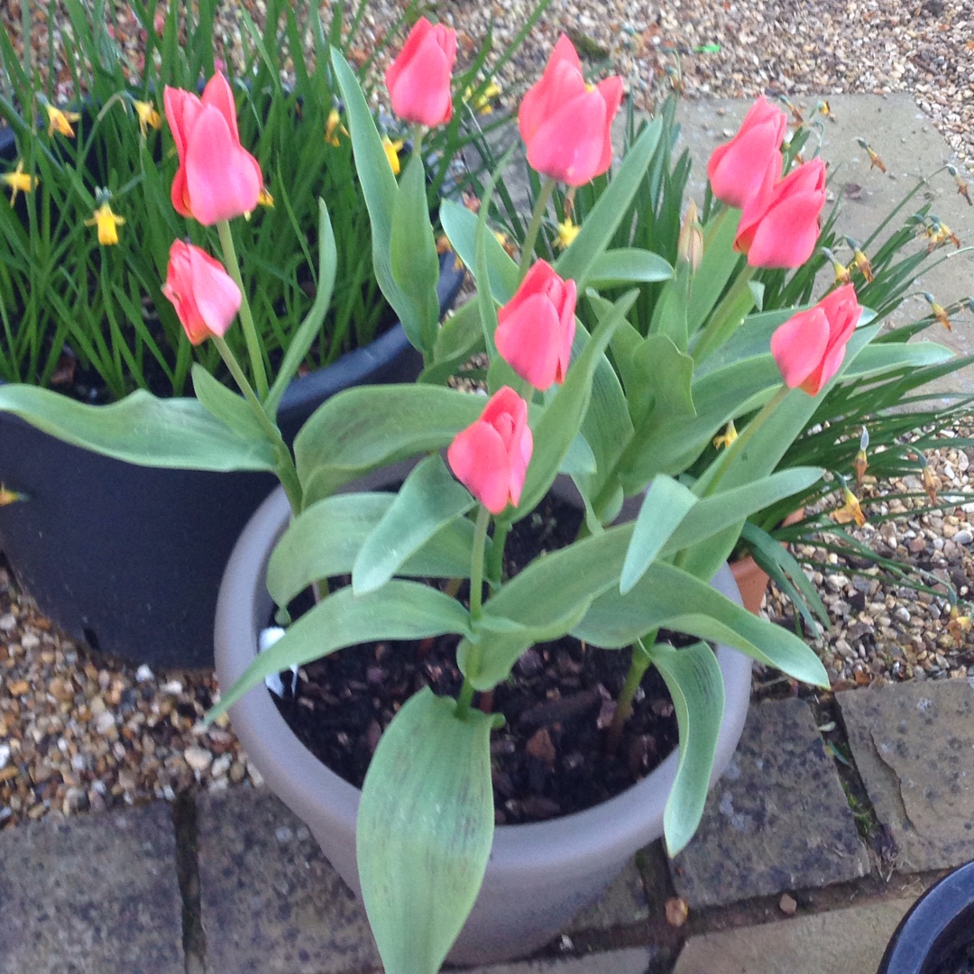 Tulip Toronto (Greigii) in the GardenTags plant encyclopedia