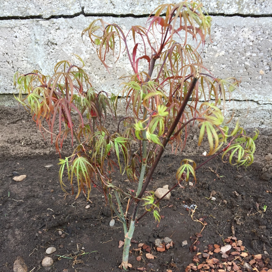 Japanese Maple Atrolineare in the GardenTags plant encyclopedia