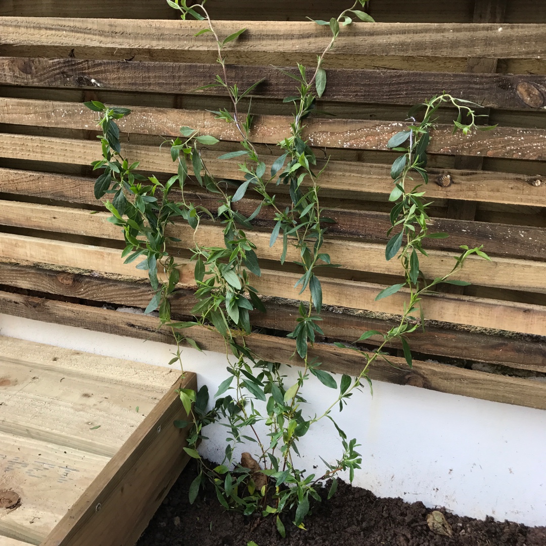 Pink Bluebell Creeper in the GardenTags plant encyclopedia