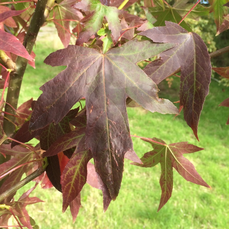 Sweet Gum in the GardenTags plant encyclopedia