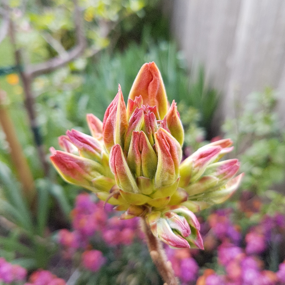 Azalea Arneson Gem in the GardenTags plant encyclopedia