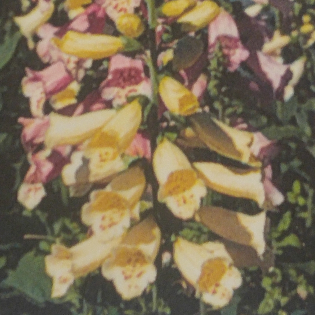 Dwarf Foxglove in the GardenTags plant encyclopedia