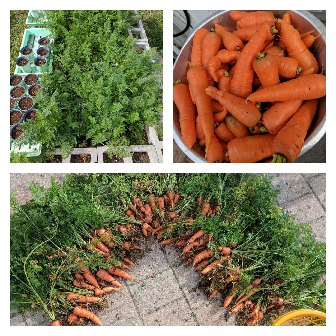 Carrot Danvers 126 in the GardenTags plant encyclopedia