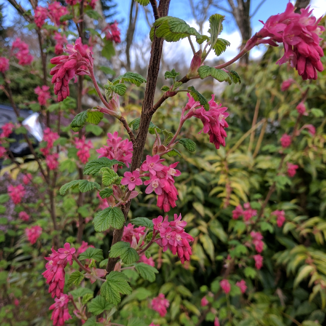 Flowering Currant King Edward VII in the GardenTags plant encyclopedia