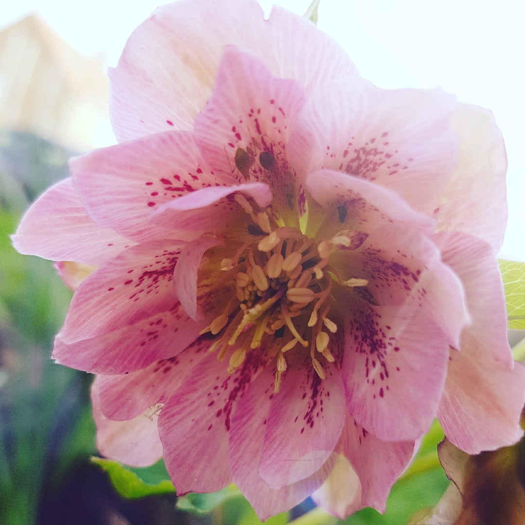 Hellebore Cotton Candy in the GardenTags plant encyclopedia