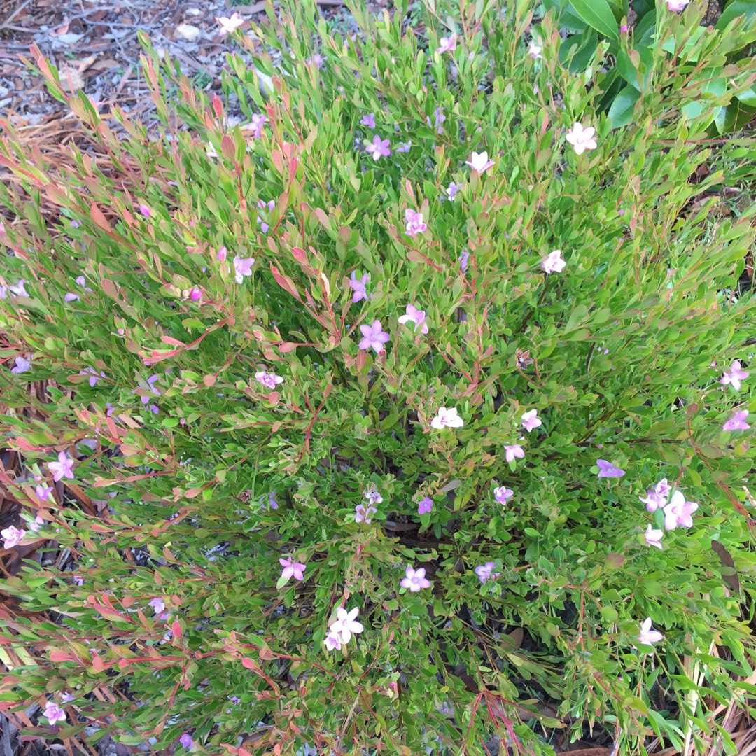 Waxflower Darkside in the GardenTags plant encyclopedia