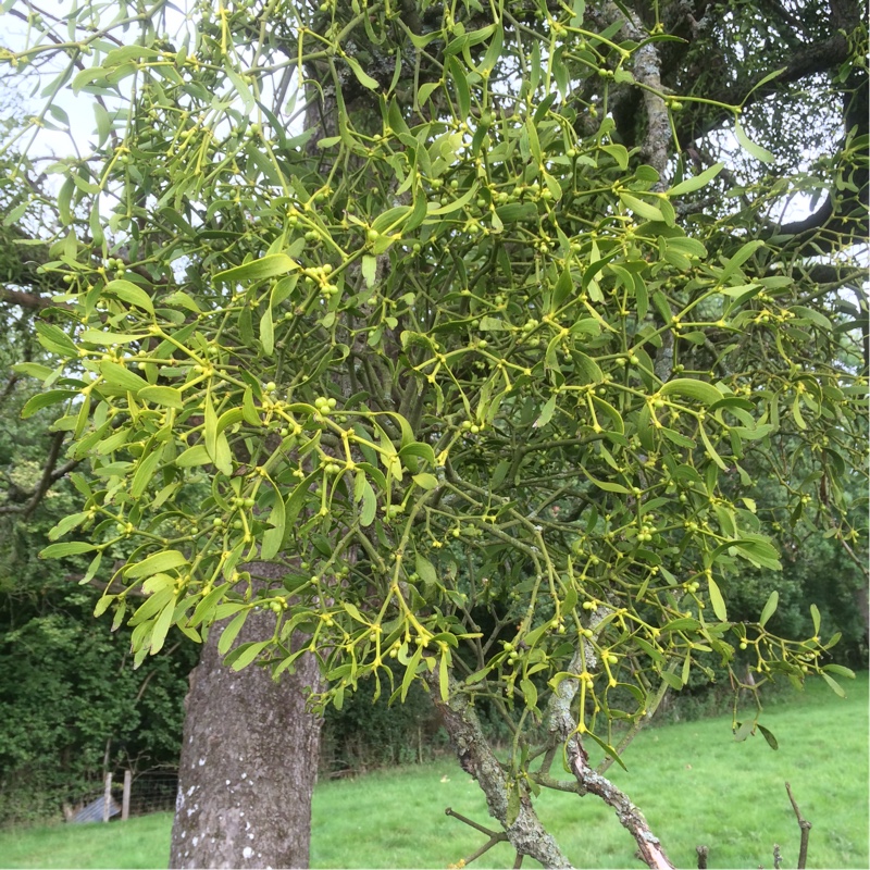 Mistletoe in the GardenTags plant encyclopedia