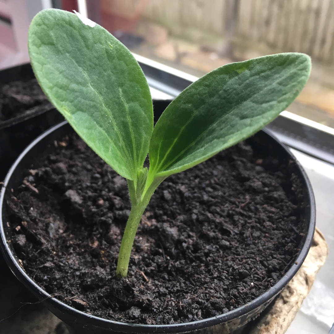 Courgette Defender in the GardenTags plant encyclopedia