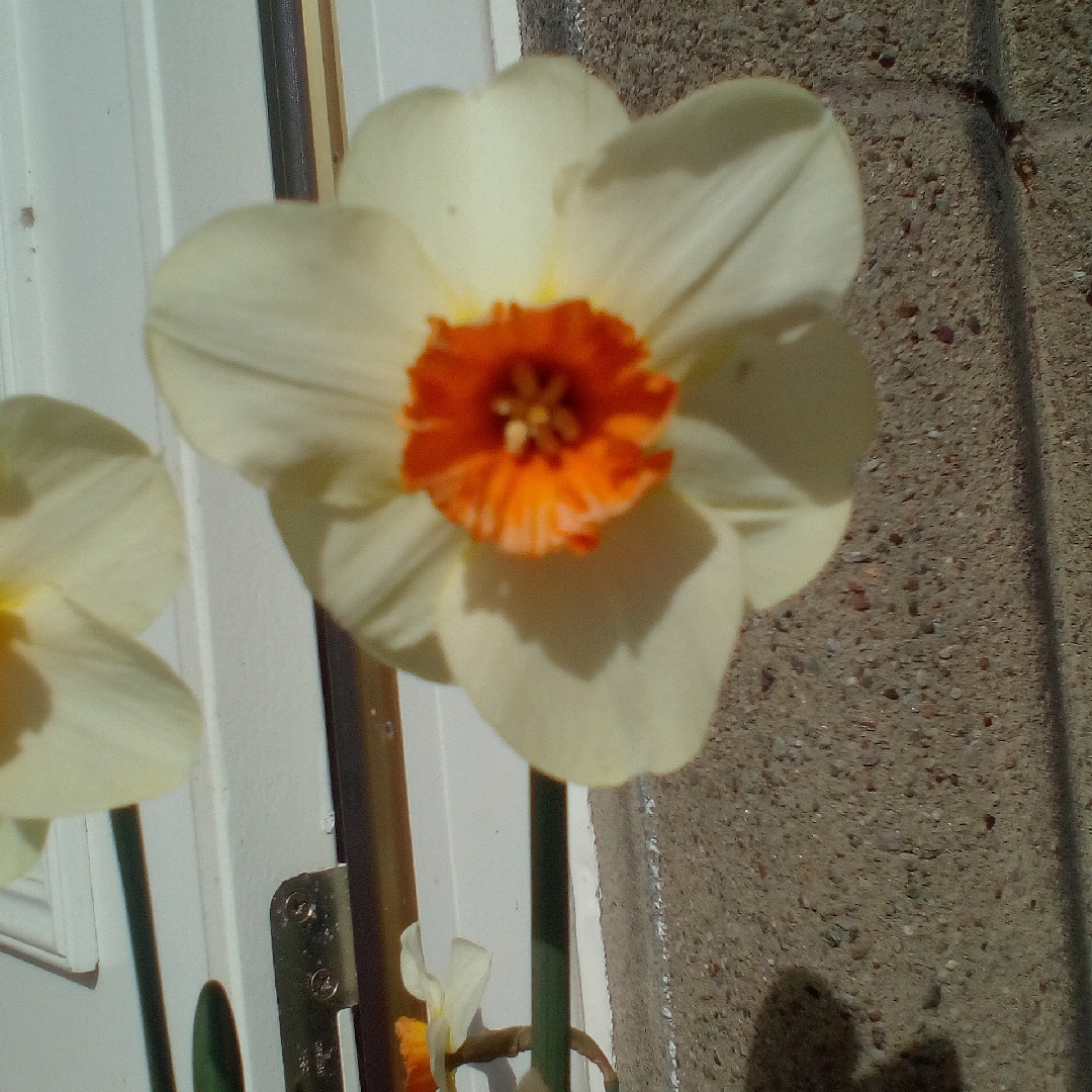 Daffodil Sempre Avanti (Large-cupped) in the GardenTags plant encyclopedia