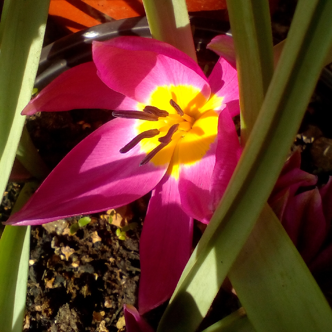 Tulip (Species) Low-growing Tulip (Violacea Group) in the GardenTags plant encyclopedia