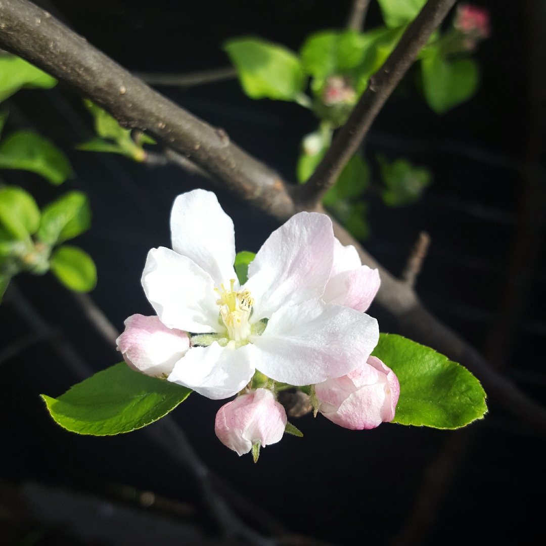 Apple Fiesta in the GardenTags plant encyclopedia