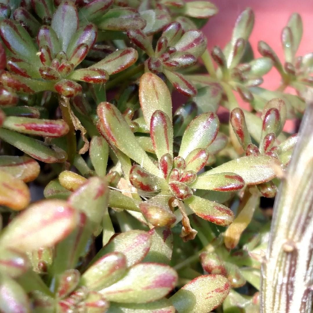 Aeonium Sedifolium in the GardenTags plant encyclopedia