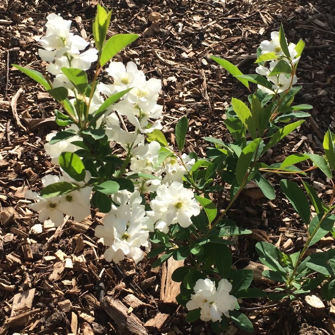 Pearl Bush Snow White in the GardenTags plant encyclopedia