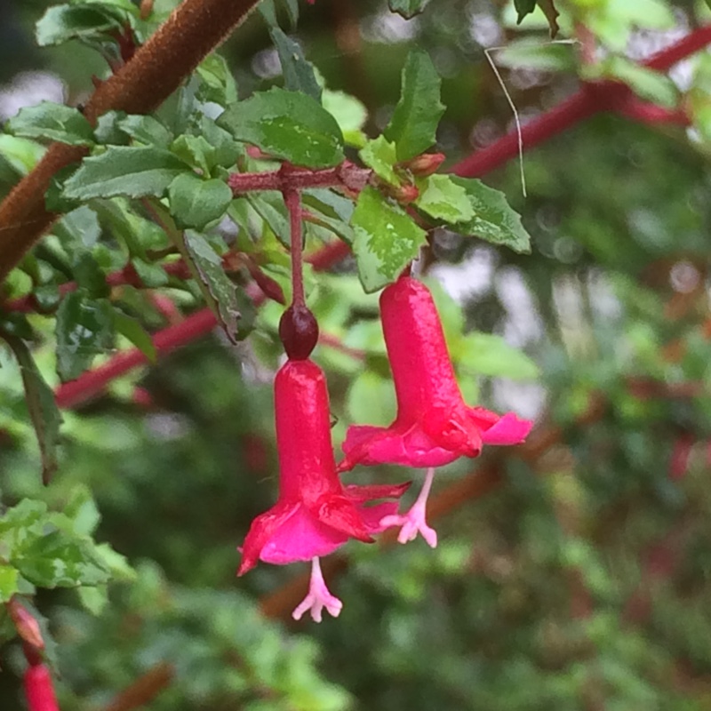 Small-leaved Fuchsia in the GardenTags plant encyclopedia