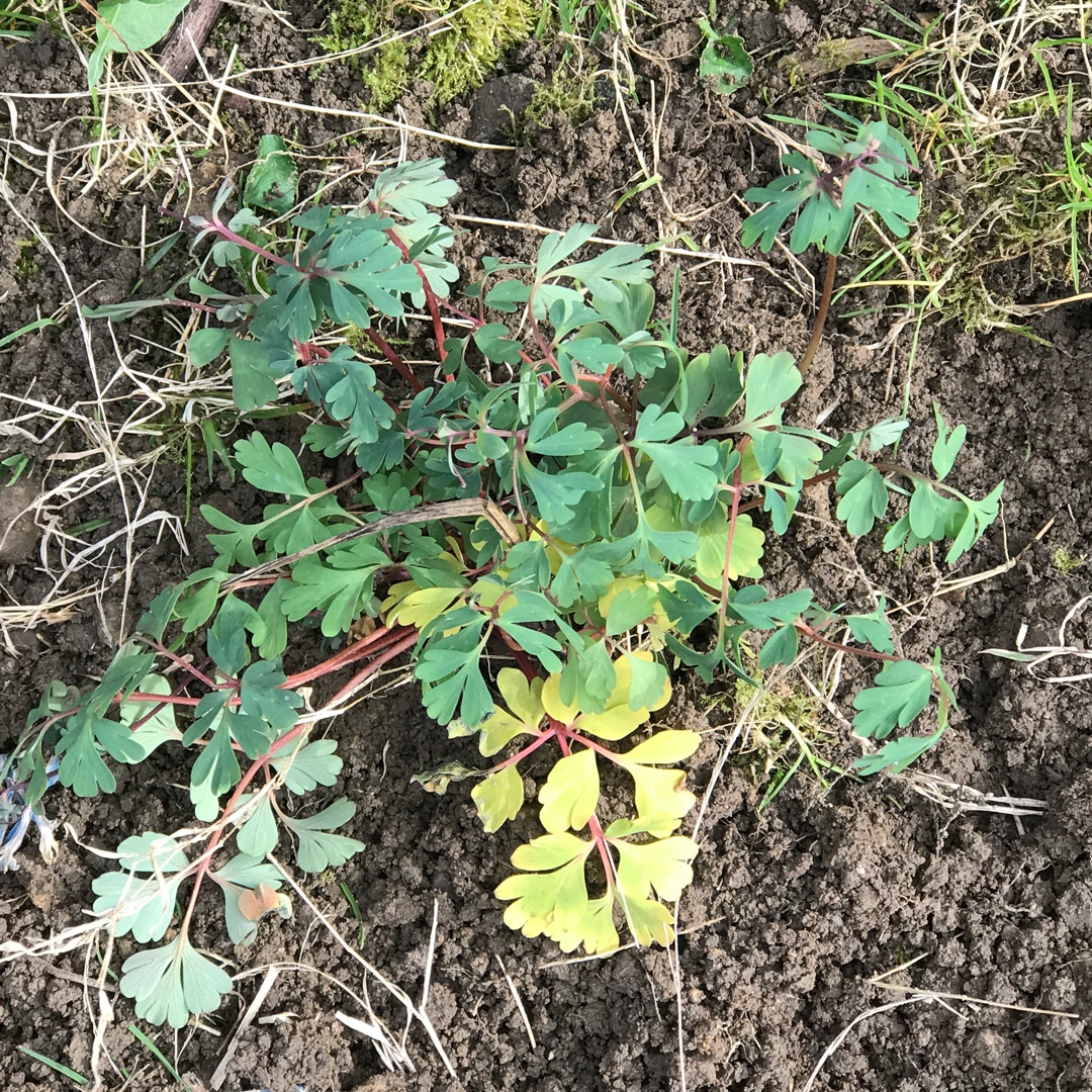 Bleeding Heart Blue Heron in the GardenTags plant encyclopedia