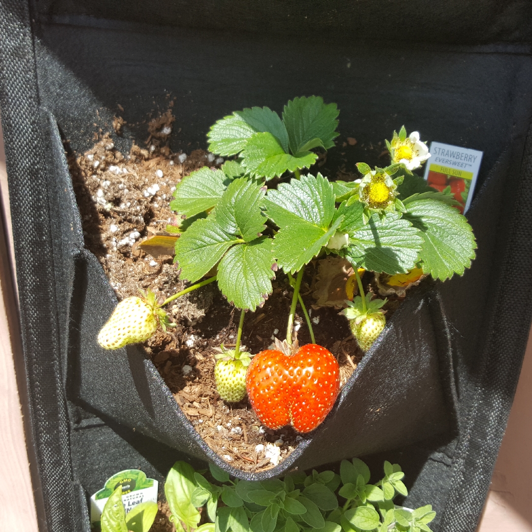 Strawberry Eversweet in the GardenTags plant encyclopedia